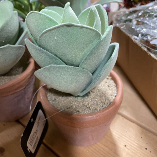 PDCH012 **INNER PACK** 5.5" POT SUCCULENT 657